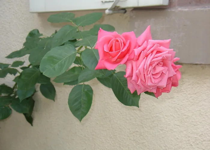 Hotel Garni Kaiserstuhl 3*