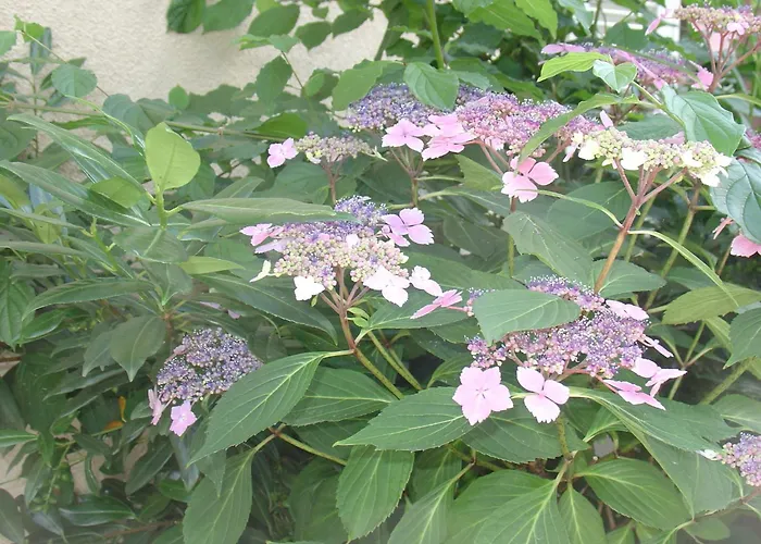 Hotel Garni Kaiserstuhl 3*